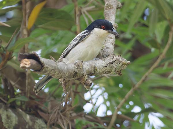 <h3><a href="/trips/tanzania/biota/animalia/chordata/aves/040 passeriformes/036 malaconotidae/dryoscopus cubla/dryoscopus cubla-nl.html">Dryoscopus&nbsp;cubla</a> / Black‑backed&nbsp;puffback / Poederdonsklauwier</h3>OM-1 Mark II met M.300mm F4.0 + MC-14, 1/2000 sec  bij F5.6, ISO 8000, afstand 21.0&nbsp;m